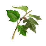 Mulberry